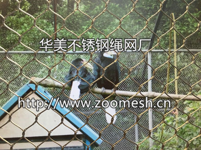鸣禽2.jpg