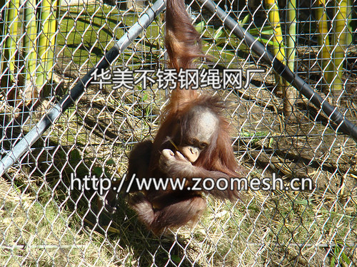 动物园围栏网-动物园笼舍-动物园不锈钢防护围网、动物园不锈钢防护围网