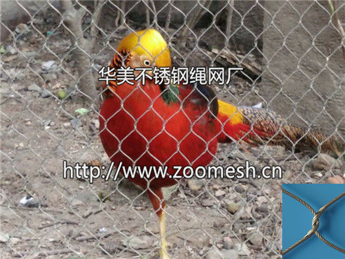 红腹锦鸡围网、红腹锦鸡防护网、不锈钢红腹锦鸡笼舍网