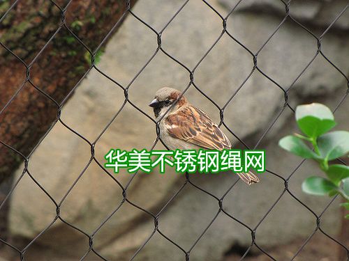 环保不锈钢绳网用于鸟园防护网、鸟语林防护网