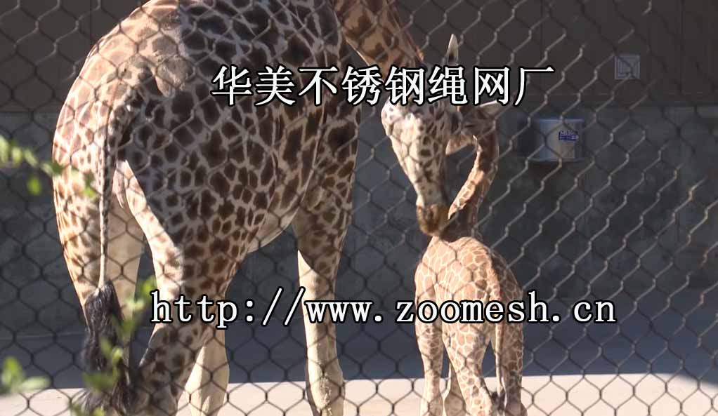 长颈鹿隔离网，长颈鹿展览网，鹿栅栏围网.jpg