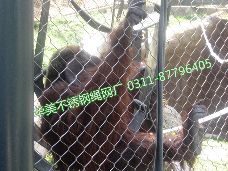 猩猩围网、猩猩笼网、猩猩笼舍网、猩猩防护网、猩猩围栏网、不锈钢猩猩围网